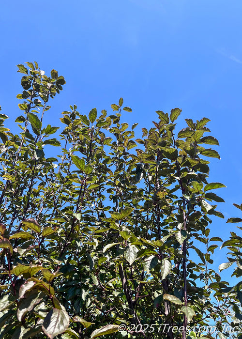 View looking up at the top the canopy of the tree showing bronzy green leaves. 