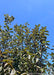 View looking up at the top the canopy of the tree showing bronzy green leaves. 