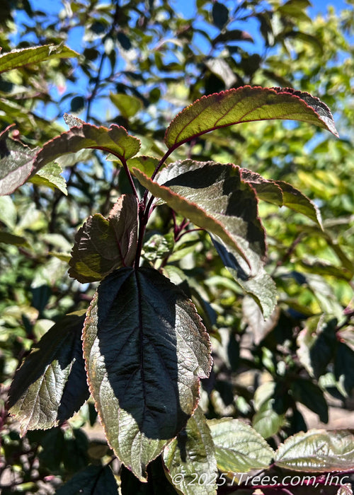 Closeup of dark bronzy green leaves in late summer.