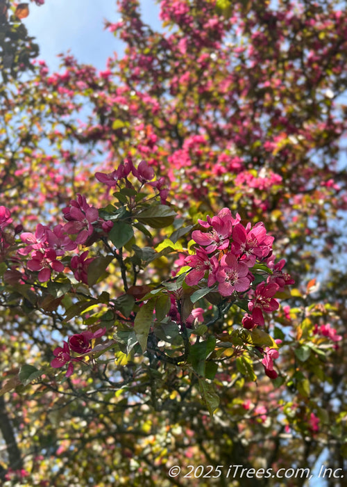 A view of the end of a branch with a flower bunch of bright pinkish-red flowers and bronze-green leaves.