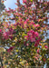 A view of the end of a branch with a flower bunch of bright pinkish-red flowers and bronze-green leaves.