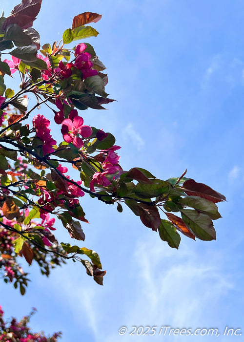 View looking up at the underside of a branch showing bronze green leaves, and flowers with sunlight filtering through, with a bright blue wispy cloudy sky in the background. 