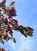 View looking up at the underside of a branch showing bronze green leaves, and flowers with sunlight filtering through, with a bright blue wispy cloudy sky in the background. 