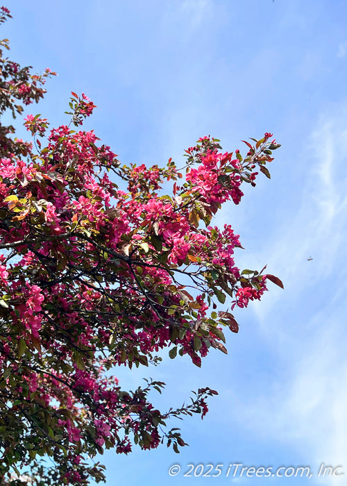 View looking up toward the top of the tree's canopy showing branches coated in punch-red flower buds and newly opened pinkish-red flowers.