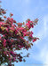 View looking up toward the top of the tree's canopy showing branches coated in punch-red flower buds and newly opened pinkish-red flowers.