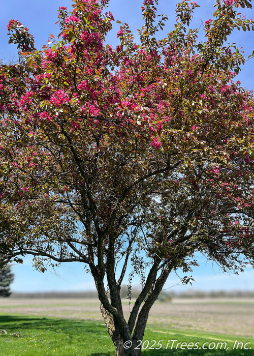 A multi-stem trunk mature Profusion Crabapple in bloom.