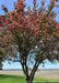A multi-stem trunk mature Profusion Crabapple in bloom.