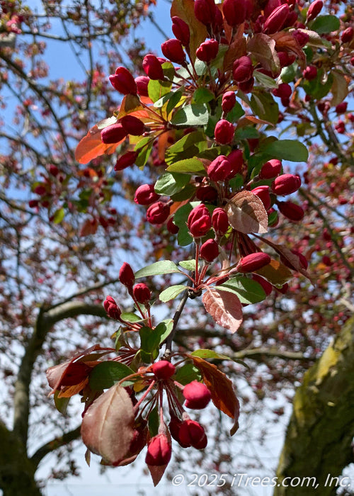 Closeup of bronze-green leaves, and punch-red flower buds.