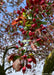 Closeup of bronze-green leaves, and punch-red flower buds.