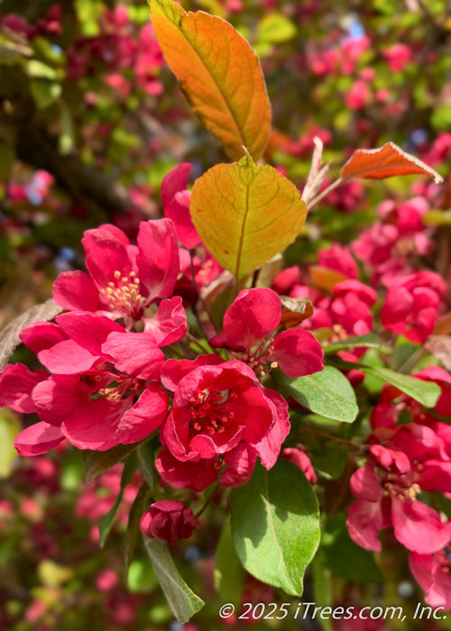 Closeup of pinkish-red flowers and bronze-green leaves.