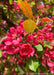 Closeup of pinkish-red flowers and bronze-green leaves.
