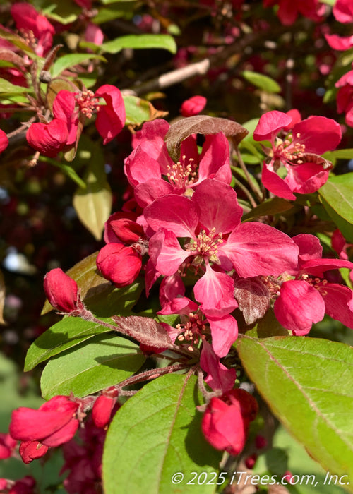Closeup of newly opened pinkish-red flowers and bronze green leaves.