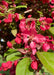 Closeup of newly opened pinkish-red flowers and bronze green leaves.
