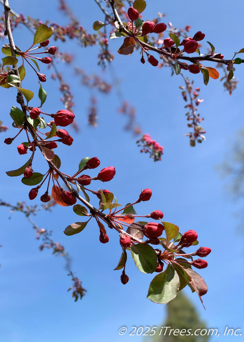 Closeup of small punch-red flower buds and bronze green leaves.