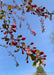 Closeup of small punch-red flower buds and bronze green leaves.