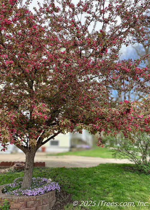 A mature single trunk Profusion Crabapple with a wide-spreading canopy coated in small punch-red flower buds.