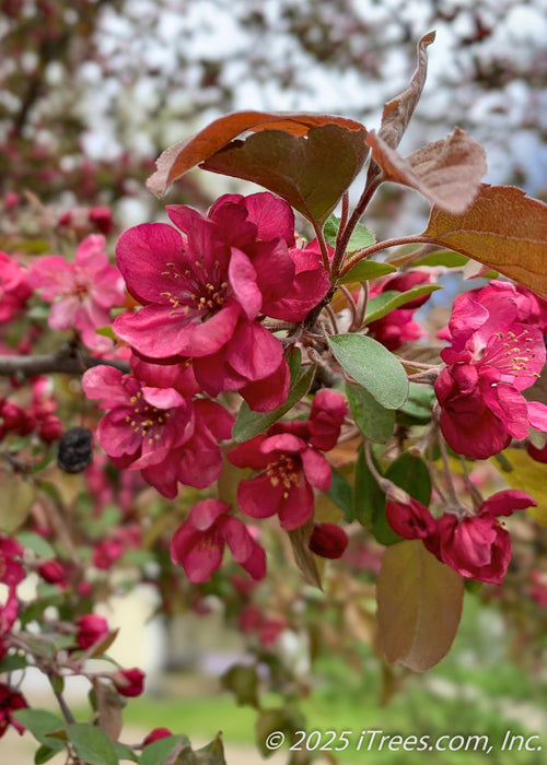 Closeup of pinkish-red flowers and bronze-green leaves.