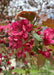 Closeup of pinkish-red flowers and bronze-green leaves.