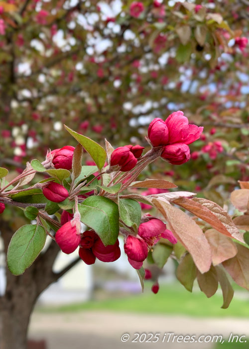 Closeup of bronze-green leaves and small, punch-red flower buds with reddish-purple stems