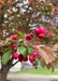 Closeup of bronze-green leaves and small, punch-red flower buds with reddish-purple stems