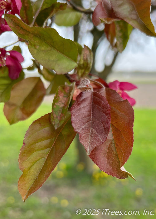 Closeup of finely serrated bronze-green leaves