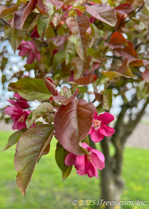 Closeup of bronze green leaves and pinkish-red flowers.