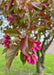 Closeup of bronze green leaves and pinkish-red flowers.