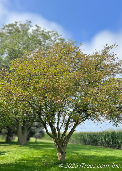 A mature Profusion Crabapple with green leaves showing its wide spreading canopy.