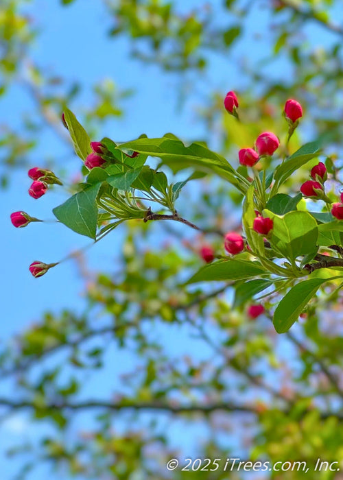 Closeup of Profusions bright punch red flower buds and new spring leaves.