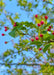 Closeup of Profusions bright punch red flower buds and new spring leaves.