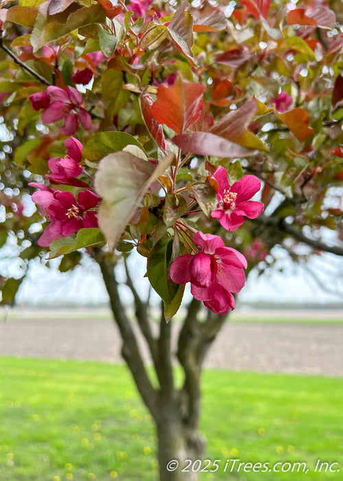 Closeup of the end of a branch showing bronze-green leaves, and pinkish-red flowers.