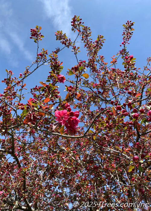 View looking up toward the top of the tree's canopy showing branches coated in punch-red flower buds and newly opened pinkish-red flowers.