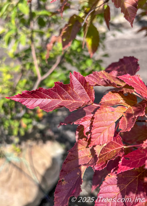 Close up of deep red fall color on narrow, finely toothed leaves.