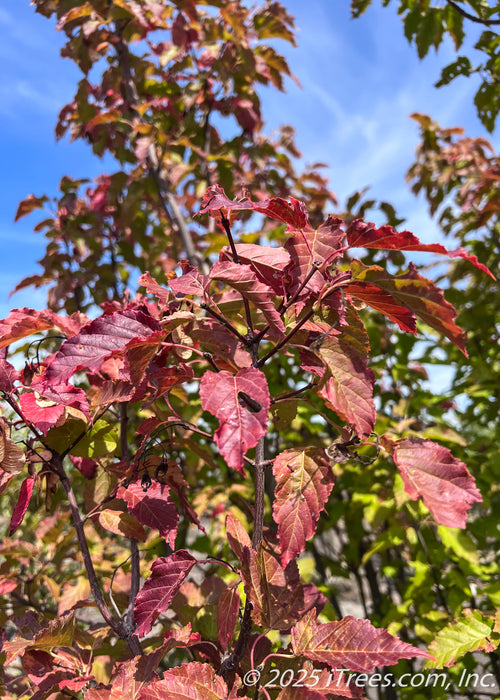 Close up of deep red fall color on narrow, finely toothed leaves.