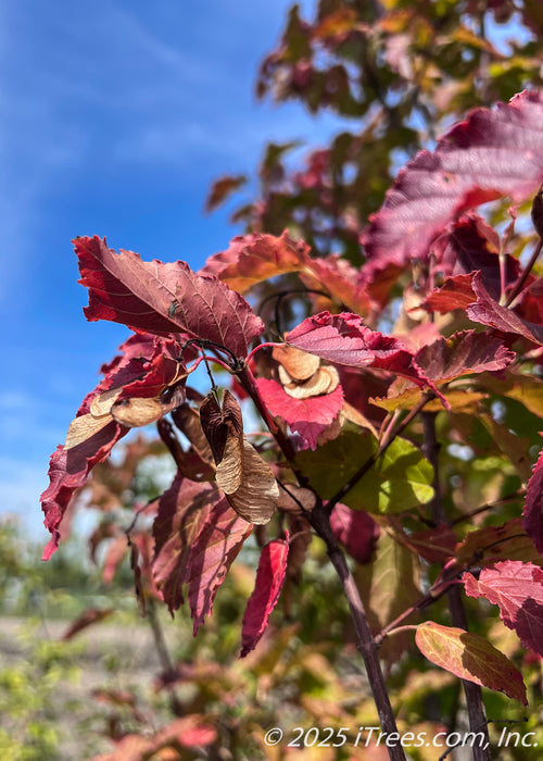 Close up of deep red fall color on narrow, finely toothed leaves with brown samaras.