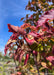 Close up of deep red fall color on narrow, finely toothed leaves with brown samaras.