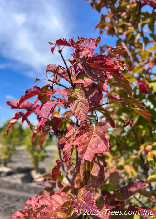 Close up of deep red fall color on narrow, finely toothed leaves.