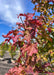 Close up of deep red fall color on narrow, finely toothed leaves.