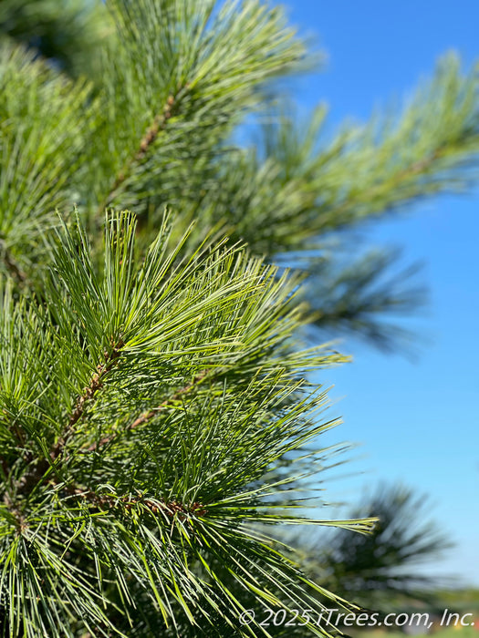 Closeup of green, soft, long needles in late summer. 