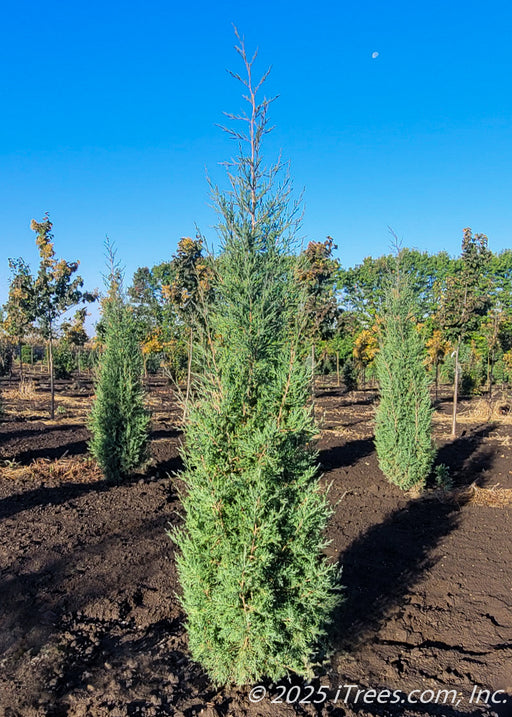 Taylor Juniper in the nursery's yard showing narrow, column like shape.