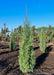 Taylor Juniper in the nursery's yard showing narrow, column like shape.