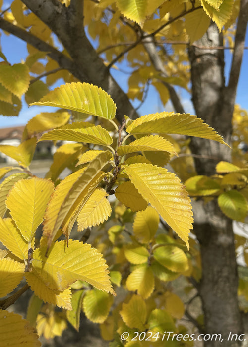 Closeup of yellow fall color