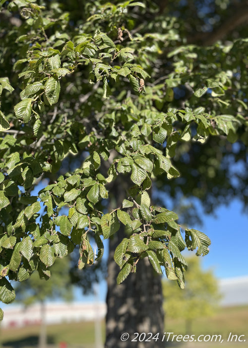 Closeup of green leaves 