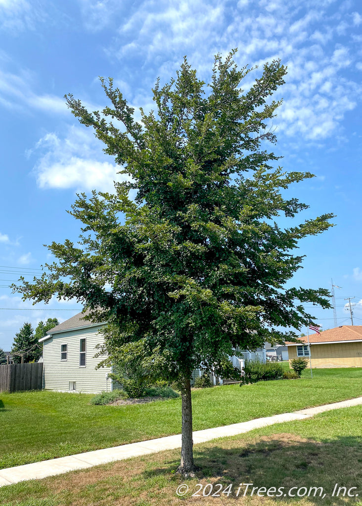 Zelkova Tree Pros And Cons Musashino Columnar Zelkova