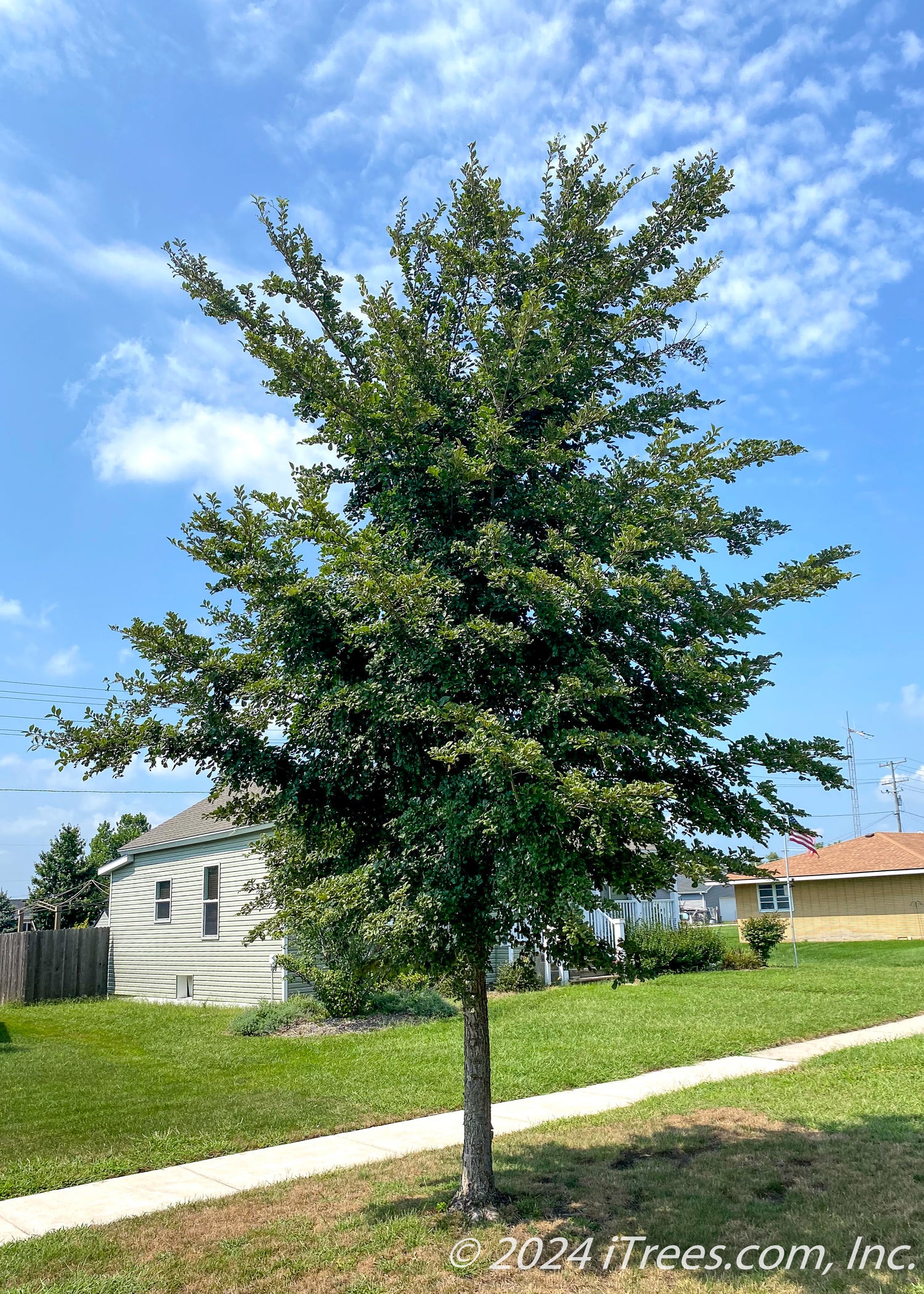 Accolade® Elm Tree for Sale | Disease-Resistant Elm Tree | Free ...