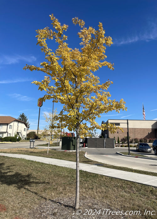 Accolade Elm planted in a business district with yellow fall color