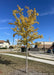 Accolade Elm planted in a business district with yellow fall color