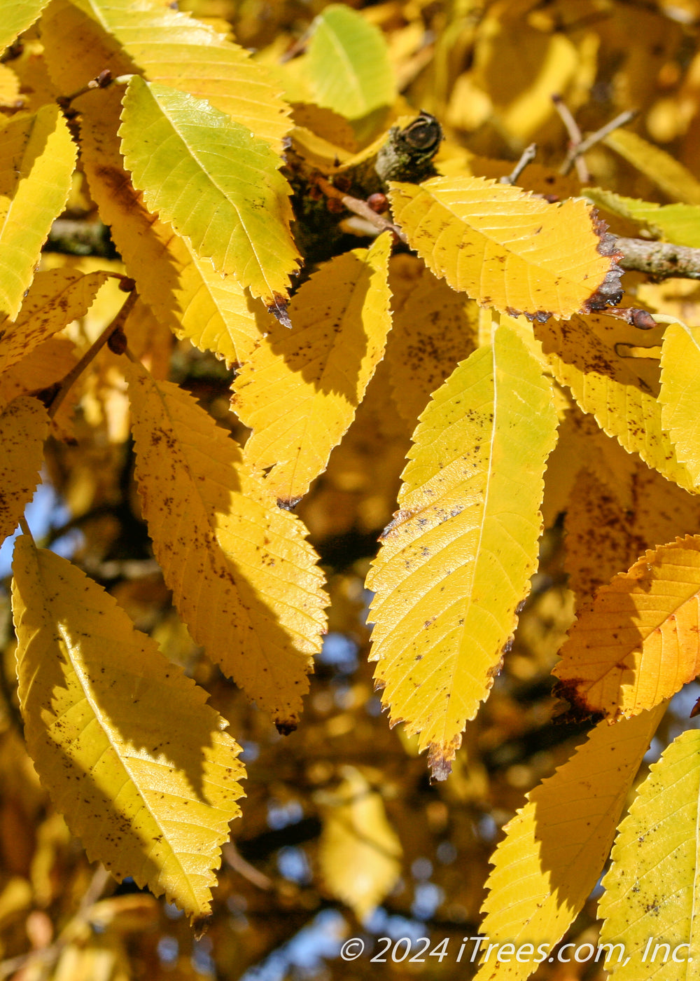 Accolade® Elm Tree for Sale | Disease-Resistant Elm Tree | Free ...