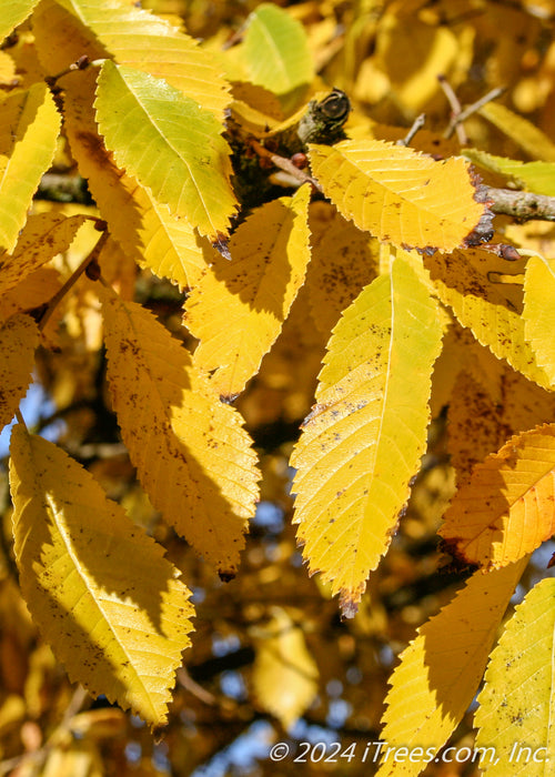 Closeup of shiny yellow fall leaves. 