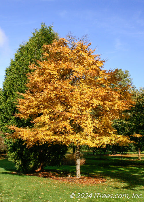 Accolade Elm in landscape with yellow fall color